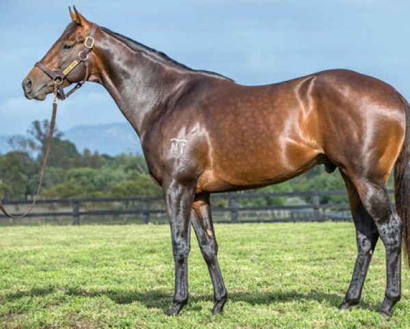 stallion Flying Artie xx (Thoroughbred, 2013, from Artie Schiller xx)