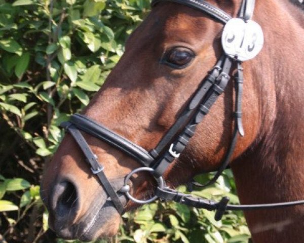 dressage horse Simba (German Riding Pony, 2003)