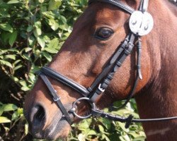 dressage horse Simba (German Riding Pony, 2003)