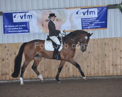 dressage horse Amyshara (Oldenburg, 2002, from Harvard)