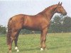 stallion Ganymed I (Hanoverian, 1981, from Grundstein I)