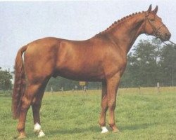 stallion Ganymed I (Hanoverian, 1981, from Grundstein I)