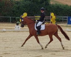 dressage horse Kawango (Trakehner, 2005, from Sixtus)