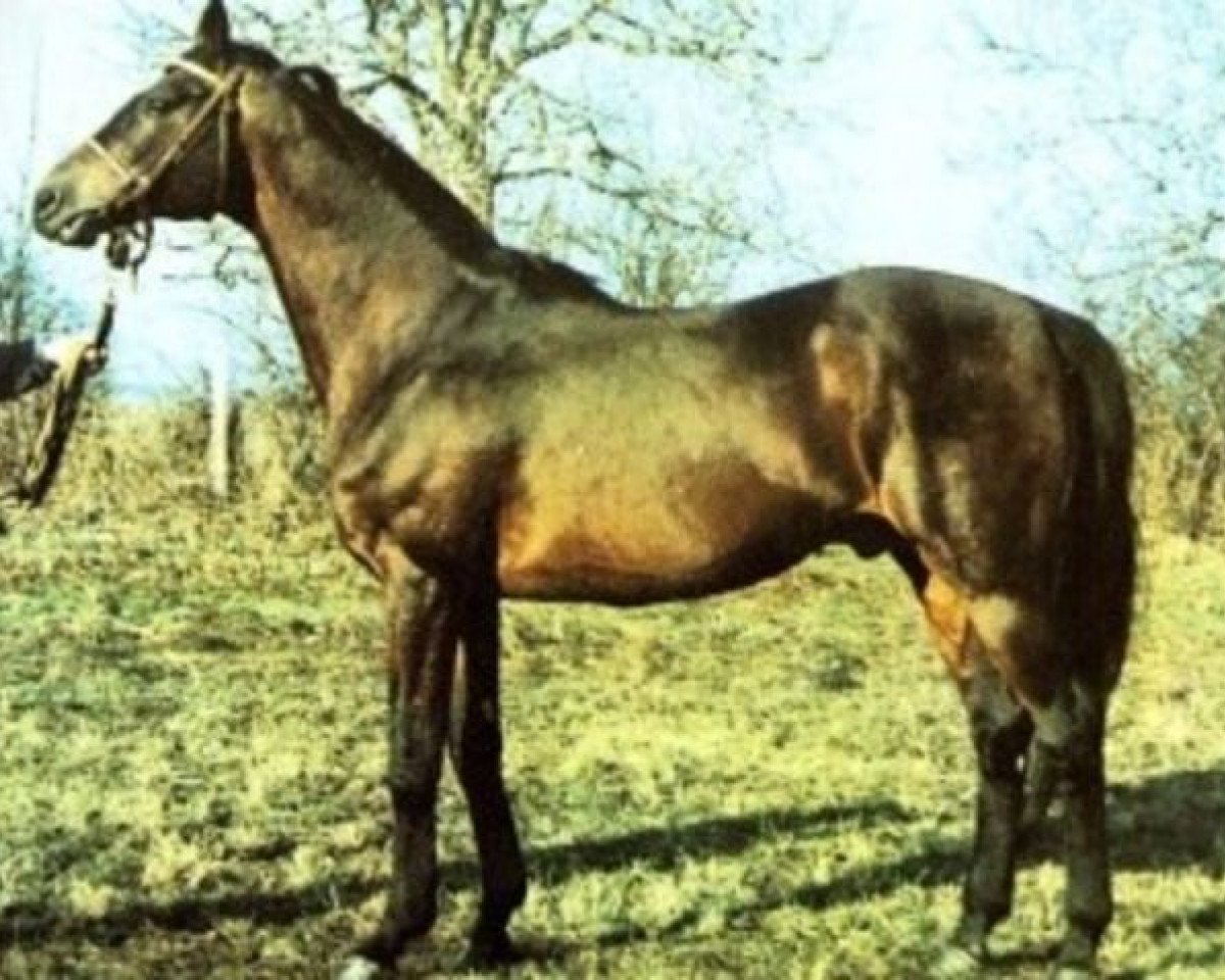 Deckhengst Caramel xx (Englisches Vollblut, 1970, von Wiesenklee xx)