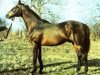 Pferd Caramel xx (Englisches Vollblut, 1970, von Wiesenklee xx)