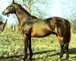 stallion Caramel xx (Thoroughbred, 1970, from Wiesenklee xx)