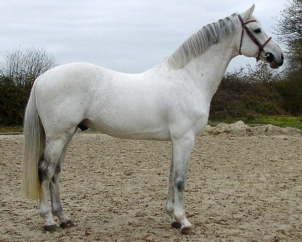 stallion Corofino I (Holsteiner, 1989, from Corrado I)
