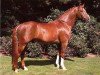 horse Freiherr (Oldenburg, 1976, from Furioso II)