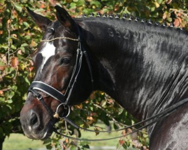 horse Davignon II (Hanoverian, 1992, from Donnerhall)