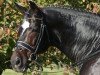 stallion Davignon II (Hanoverian, 1992, from Donnerhall)