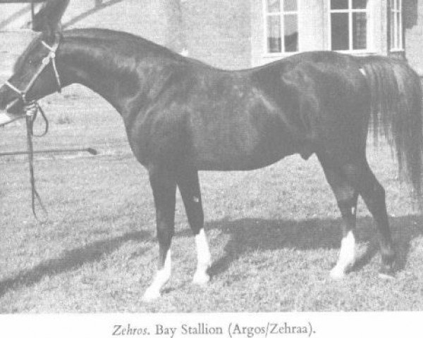 Deckhengst Zehros ox (Vollblutaraber, 1964, von Argos 1957 ox)