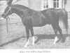 stallion Zehros ox (Arabian thoroughbred, 1964, from Argos 1957 ox)