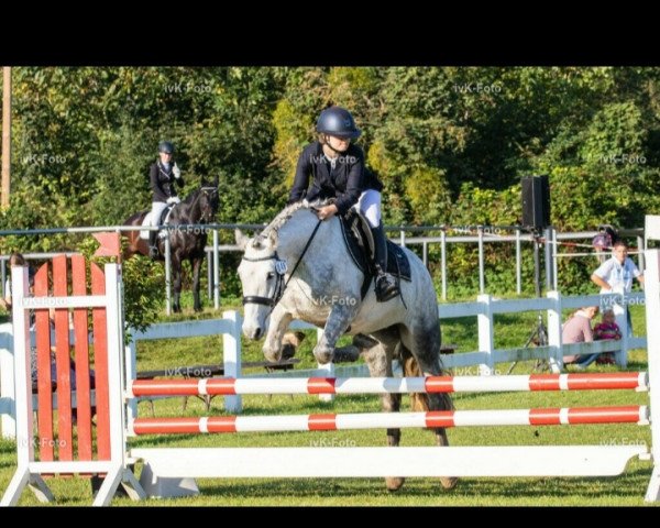 jumper Boley Gloss (Irish Sport Horse, 2013)