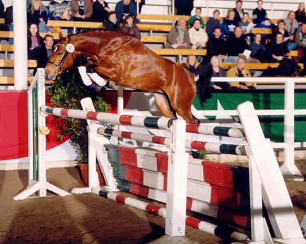 stallion Now or never de Montmain (German Riding Pony, 1997, from Nantano)