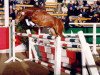 stallion Now or never de Montmain (German Riding Pony, 1997, from Nantano)