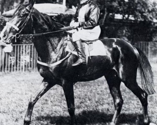 stallion Deux-Pour-Cent xx (Thoroughbred, 1941, from Deiri xx)