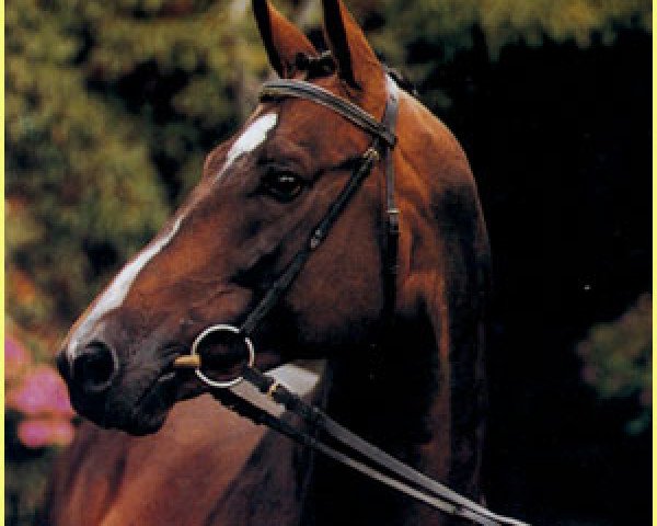 Pferd Sir Chamberlain (Trakehner, 1990, von Sir Shostakovich xx)