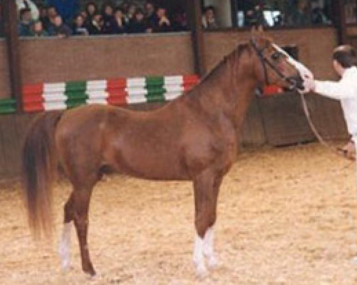 stallion Baccarat ox (Arabian purebred, 1967, from Halma ox)