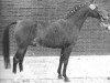 horse Merafic ox (Arabian thoroughbred, 1966, from Daikir ox)
