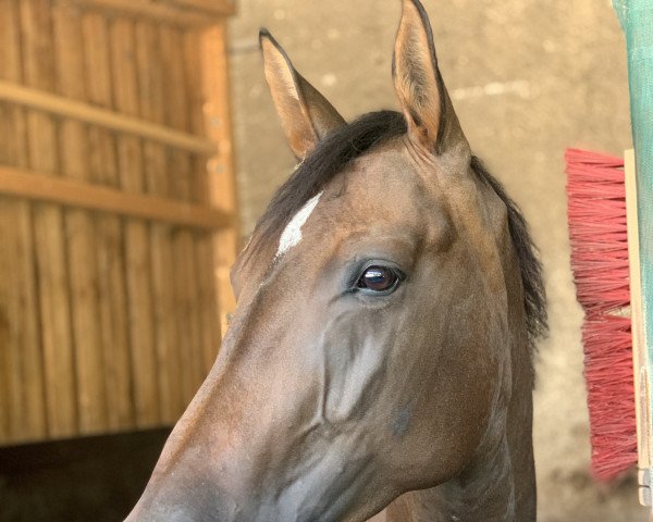 jumper Sonadora 6 (German Sport Horse, 2016, from Saint Amour)