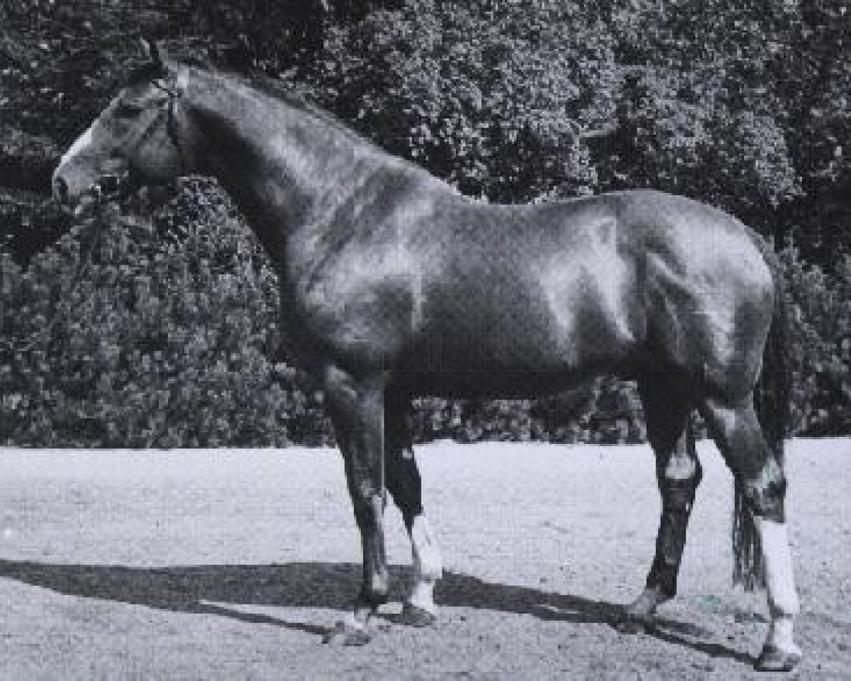 Deckhengst Lugano II (Hannoveraner, 1958, von Der Löwe xx)