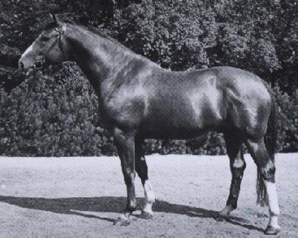 stallion Lugano II (Hanoverian, 1958, from Der Löwe xx)