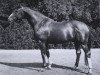 stallion Lugano II (Hanoverian, 1958, from Der Löwe xx)