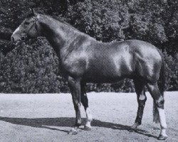 stallion Lugano II (Hanoverian, 1958, from Der Löwe xx)