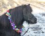 Zuchtstute Schneltens Steltora (Shetland Pony, 2012, von Zeoliet v.d. Zandhoeve)