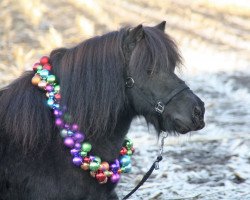 broodmare Schneltens Steltora (Shetland Pony, 2012, from Zeoliet v.d. Zandhoeve)