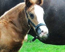 Pferd Desperado Kiss (Schwarzwälder Kaltblut, 2012, von Dachs)