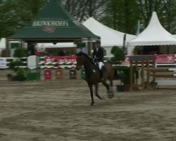 Springpferd Carla Columna 11 (Holsteiner, 2004, von Calato)