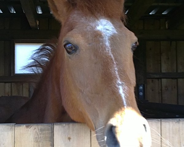 jumper Nepomuk (German Riding Pony, 1994, from Navaro)