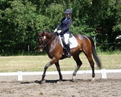 dressage horse Don Baschio (Westphalian, 2002, from Don William)