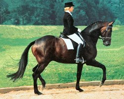 stallion Guter Planet (Trakehner, 1987, from Consul)