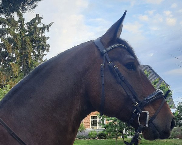 Springpferd Casiro Von Feldheim (Deutsches Sportpferd, 2016, von Casiro I)