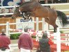 Deckhengst Catwalk 19 (Holsteiner, 2003, von Contender)