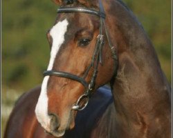 stallion Dutch Capitol (Holsteiner, 1989, from Capitol I)