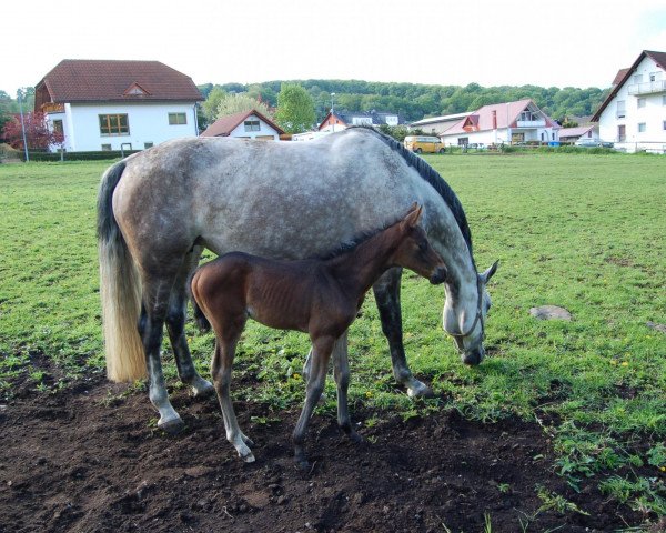 Dressurpferd Rumtreiber (Mecklenburger, 2012, von Reiter-Traum)