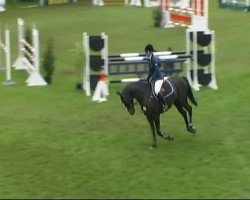 Springpferd Sergio 32 (Württemberger, 2006, von Saint Amour)