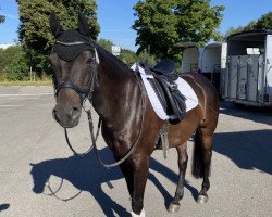 dressage horse Vince Loui (German Riding Pony, 2004, from Vivaldi)