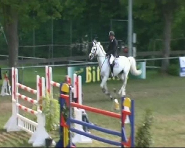 Pferd Shine A Light VA (Hannoveraner, 2003, von Chasseur I)