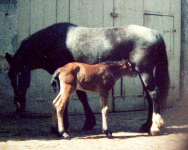 broodmare Rouwkuilen's Epona (Welsh-Cob (Sek. D), 1970, from Boschveld Aladin)