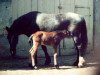 Zuchtstute Rouwkuilen's Epona (Welsh-Cob (Sek. D), 1970, von Boschveld Aladin)