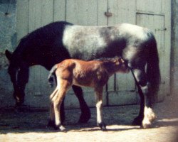 broodmare Rouwkuilen's Epona (Welsh-Cob (Sek. D), 1970, from Boschveld Aladin)