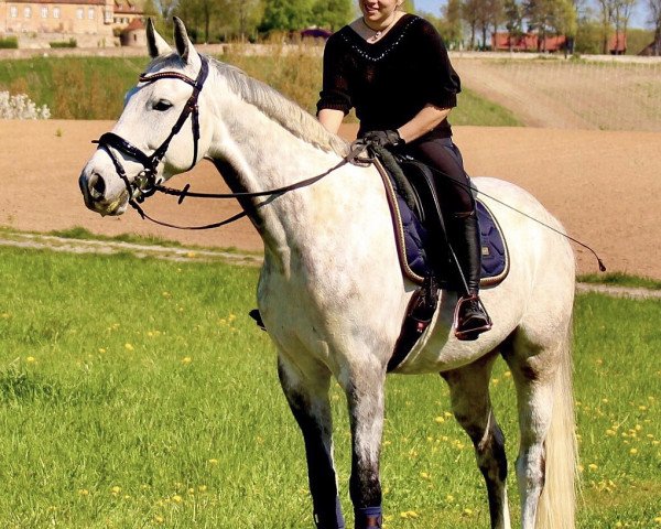 jumper Constantin A (German Sport Horse, 2013, from Colestus)
