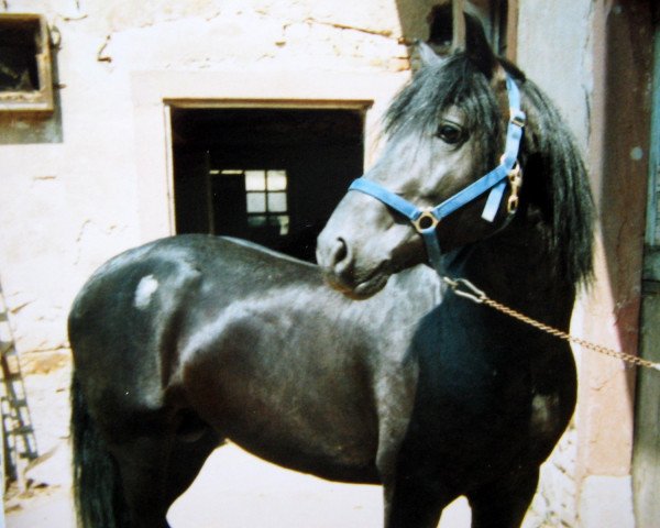 stallion Dalis Black Jack (Welsh-Cob (Sek. D), 1979, from Parc Lucky Strike)