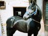stallion Dalis Black Jack (Welsh-Cob (Sek. D), 1979, from Parc Lucky Strike)