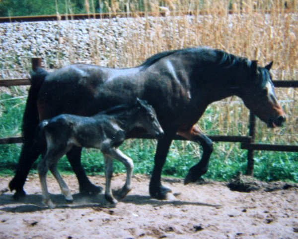 broodmare Eileen (Welsh-Cob (Sek. D), 1976, from Epona-Saladin)