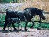 Zuchtstute Eileen (Welsh-Cob (Sek. D), 1976, von Epona-Saladin)